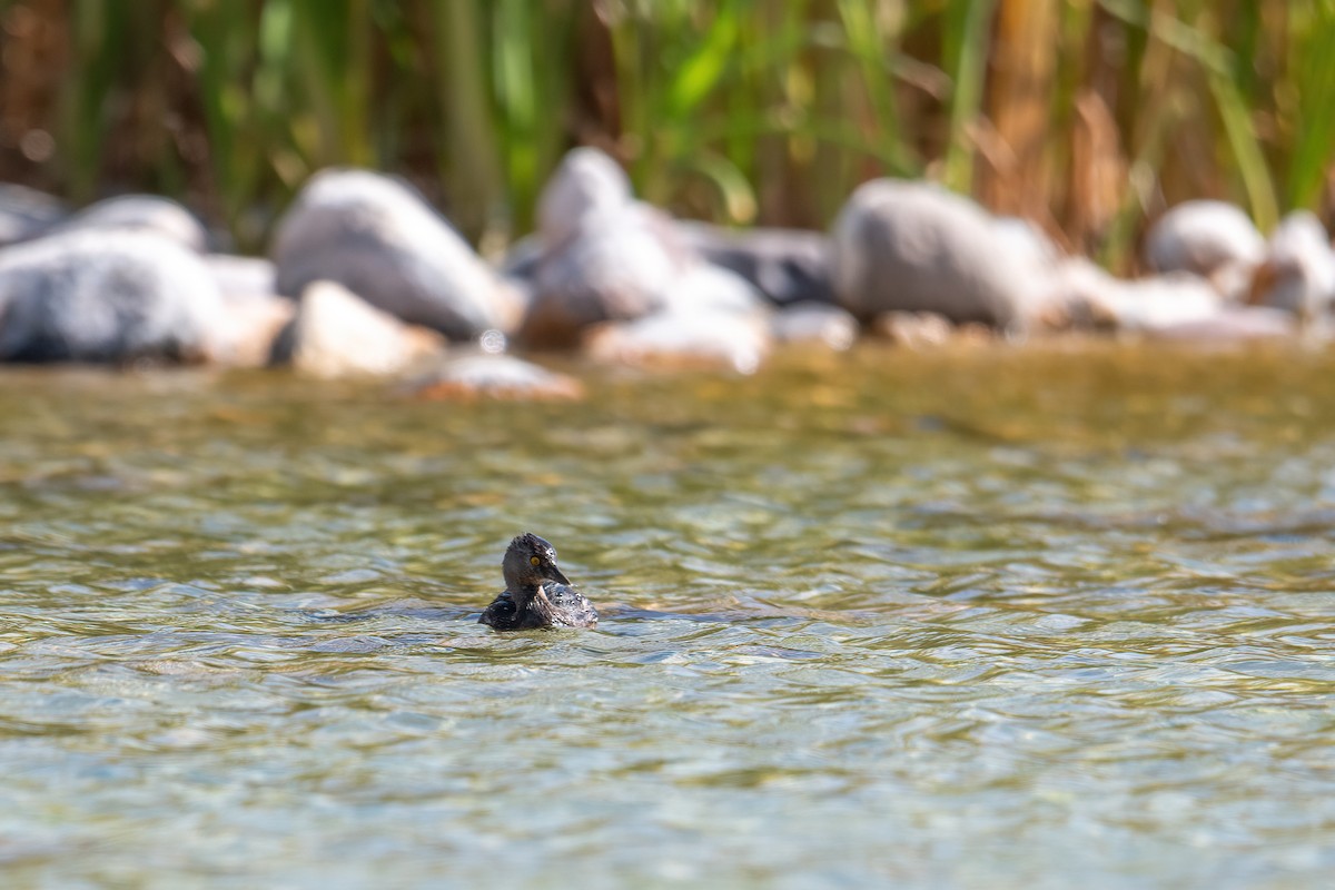 Least Grebe - ML420175561