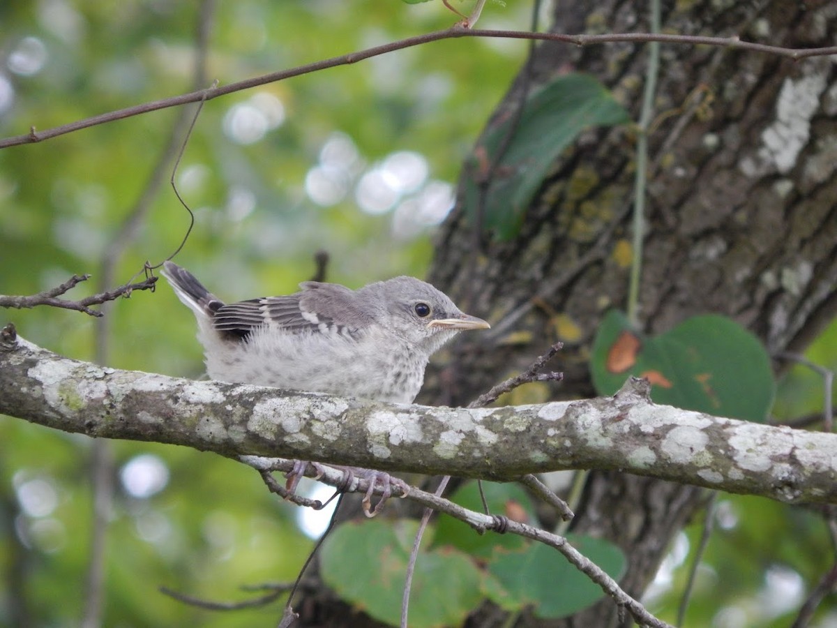 Northern Mockingbird - ML42017561