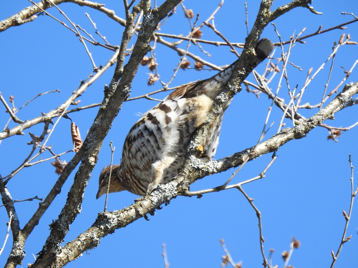 Ruffed Grouse - ML420175881