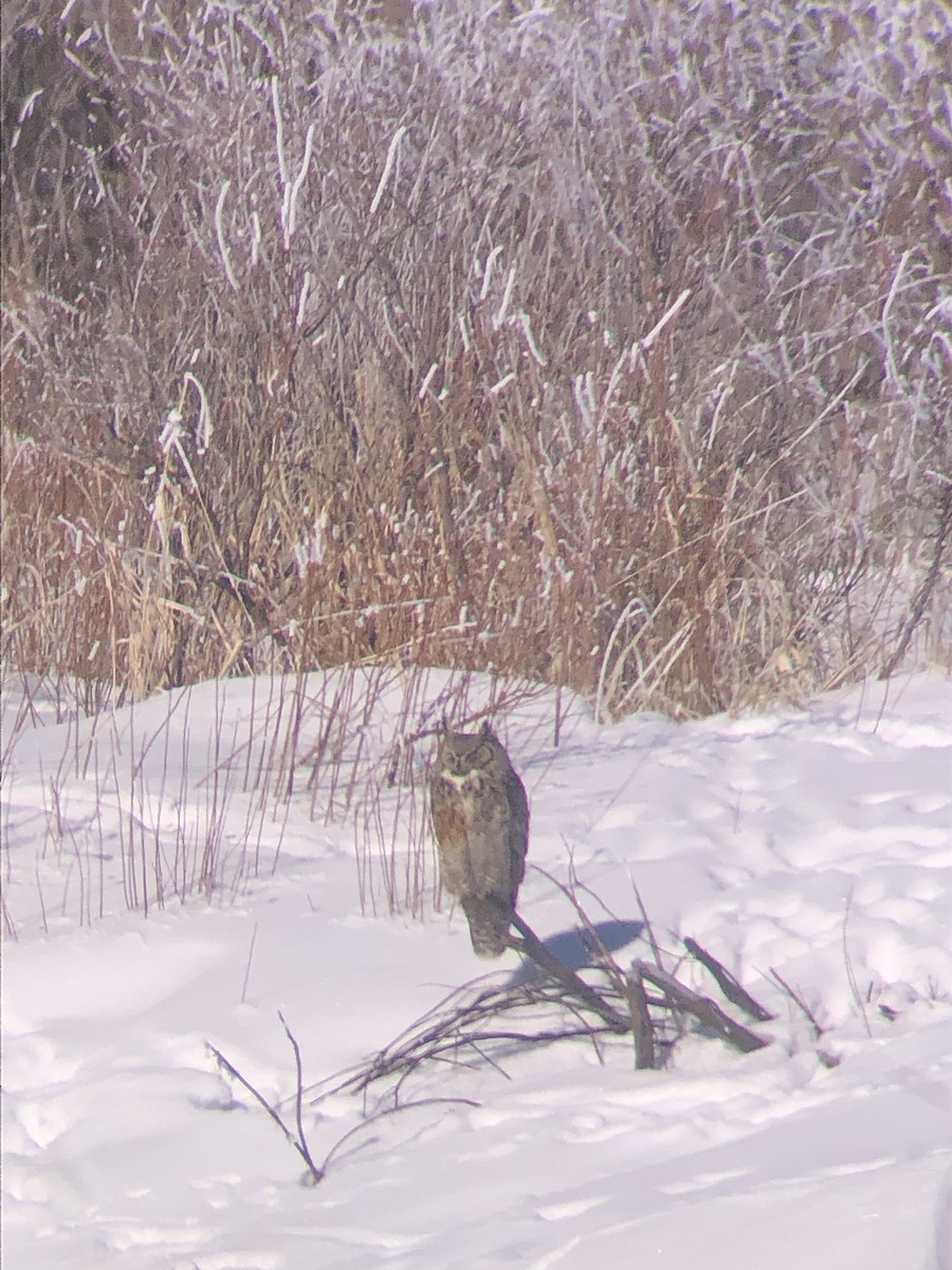 Great Horned Owl - ML420176381