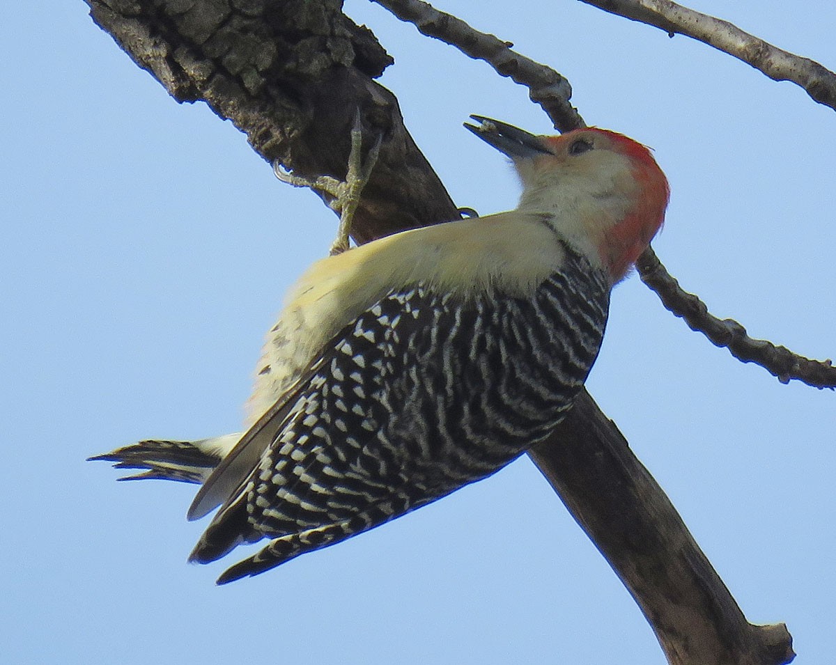 Red-bellied Woodpecker - ML42017851