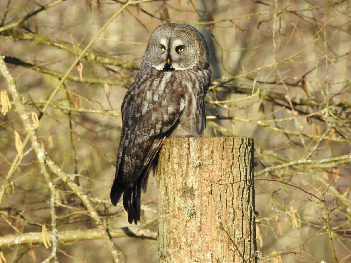 Great Gray Owl (Lapland) - ML420178511