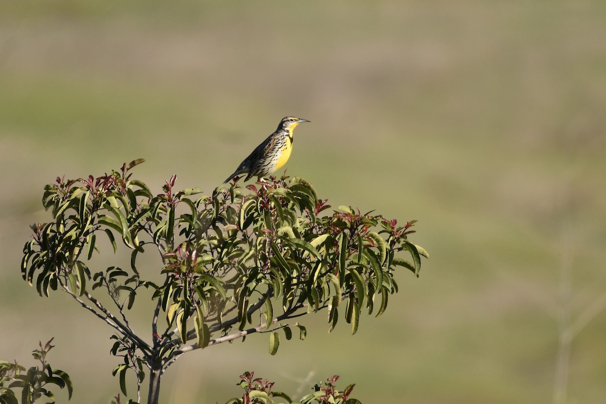 Western Meadowlark - ML420183191