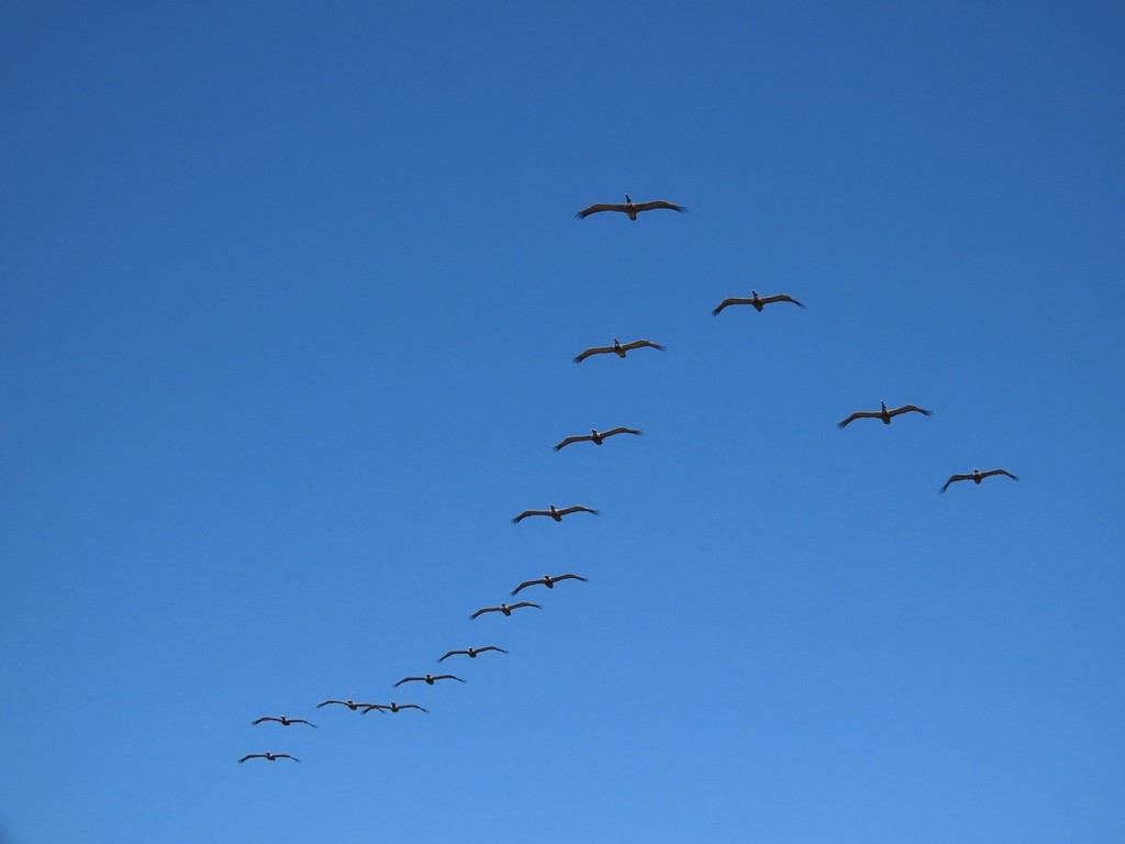 Brown Pelican - JOSE LEONIDAS AREVALO DIAZ