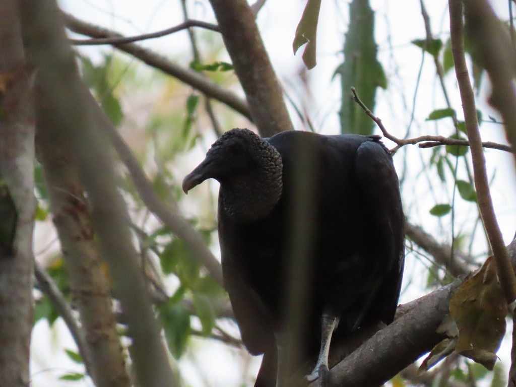 Black Vulture - ML420183491