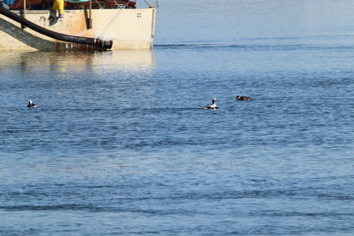 Long-tailed Duck - ML420184141