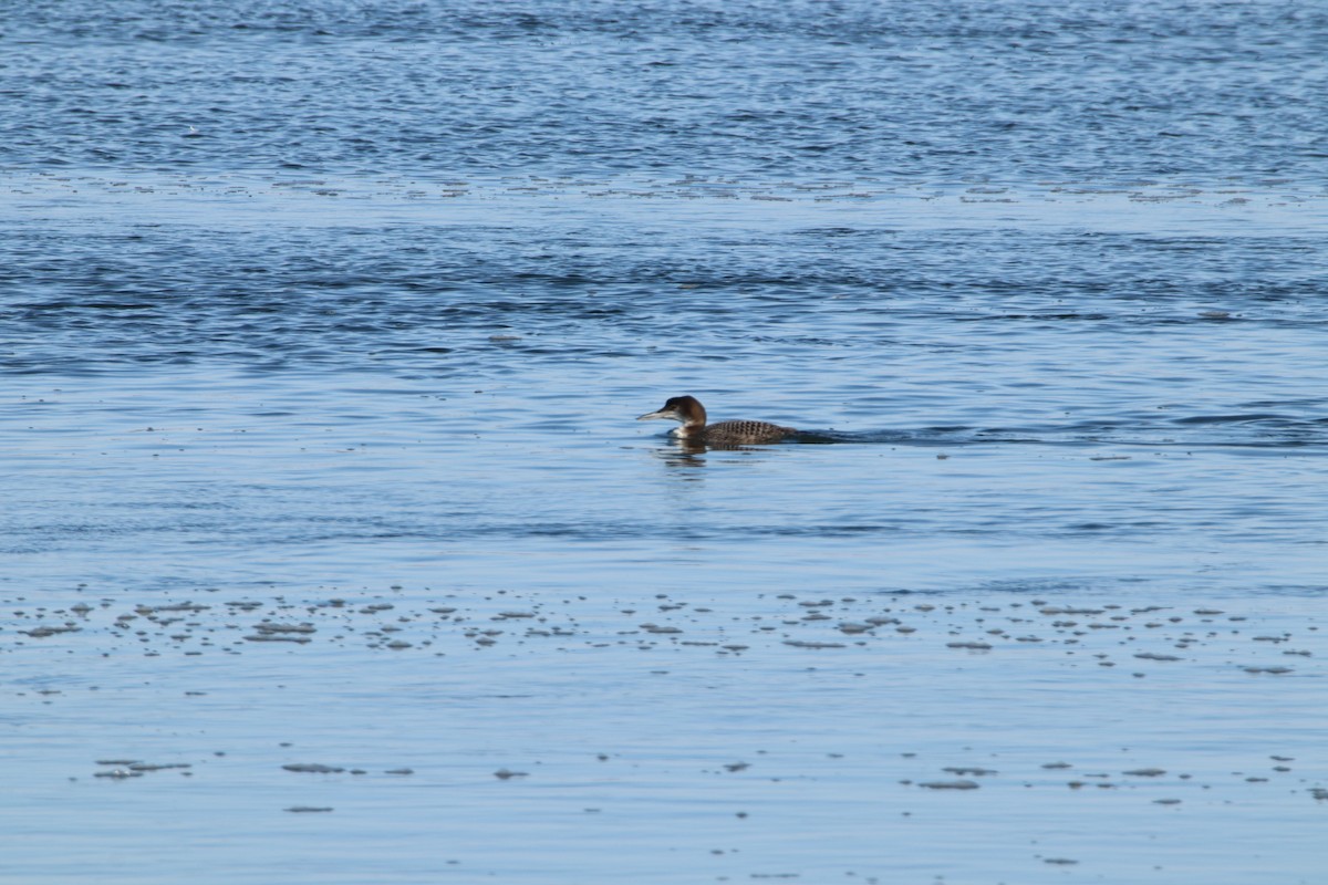 Common Loon - Jennifer Dowd