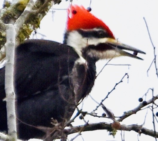 Pileated Woodpecker - Jason C. Martin