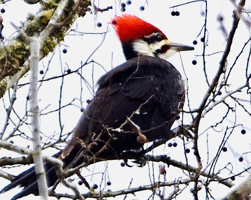 Pileated Woodpecker - Jason C. Martin