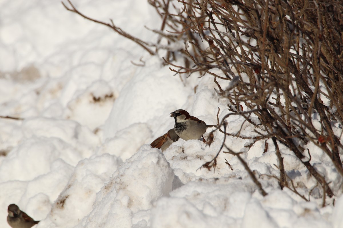 House Sparrow - ML420184861