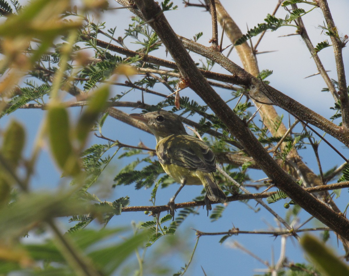 Bell's Vireo - Guillermo Funes