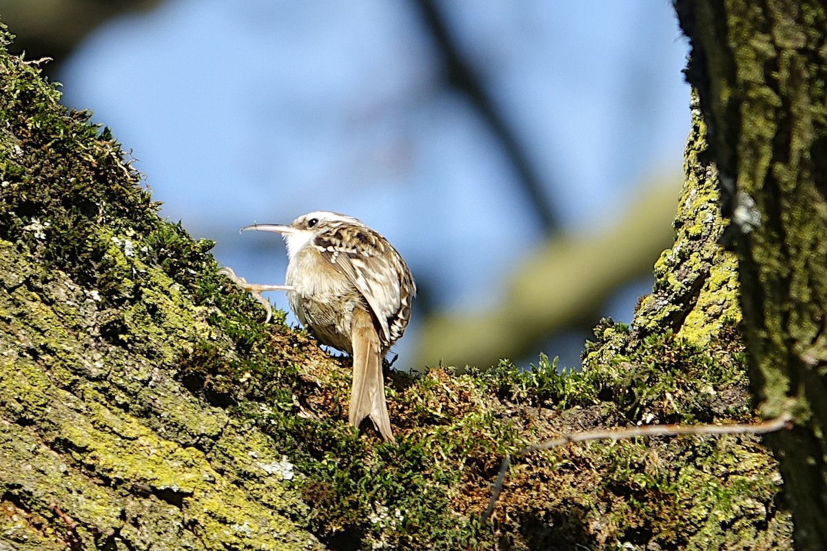 Short-toed Treecreeper - ML420187381