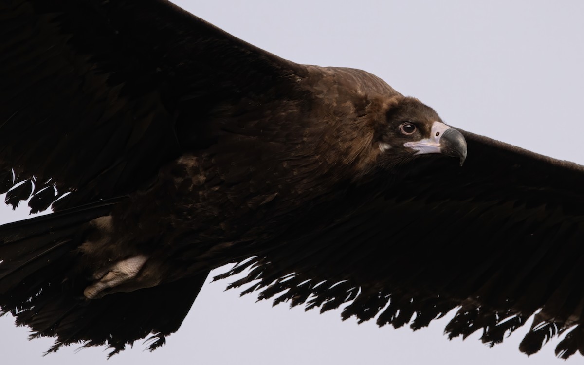 Cinereous Vulture - ML420187391