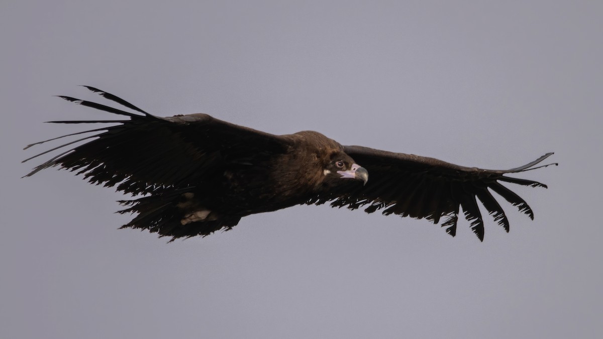 Cinereous Vulture - ML420187801