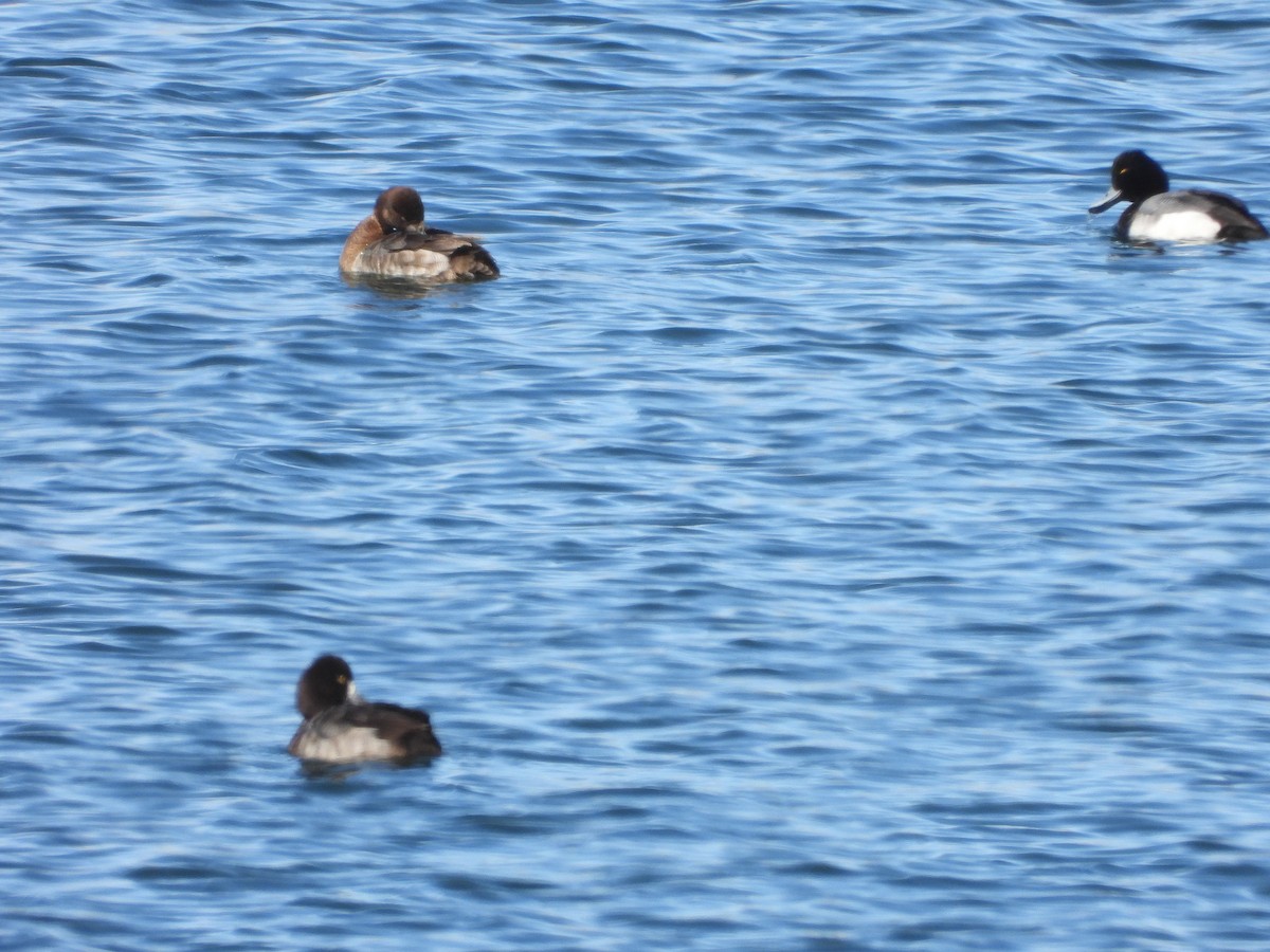 Lesser Scaup - ML420188231
