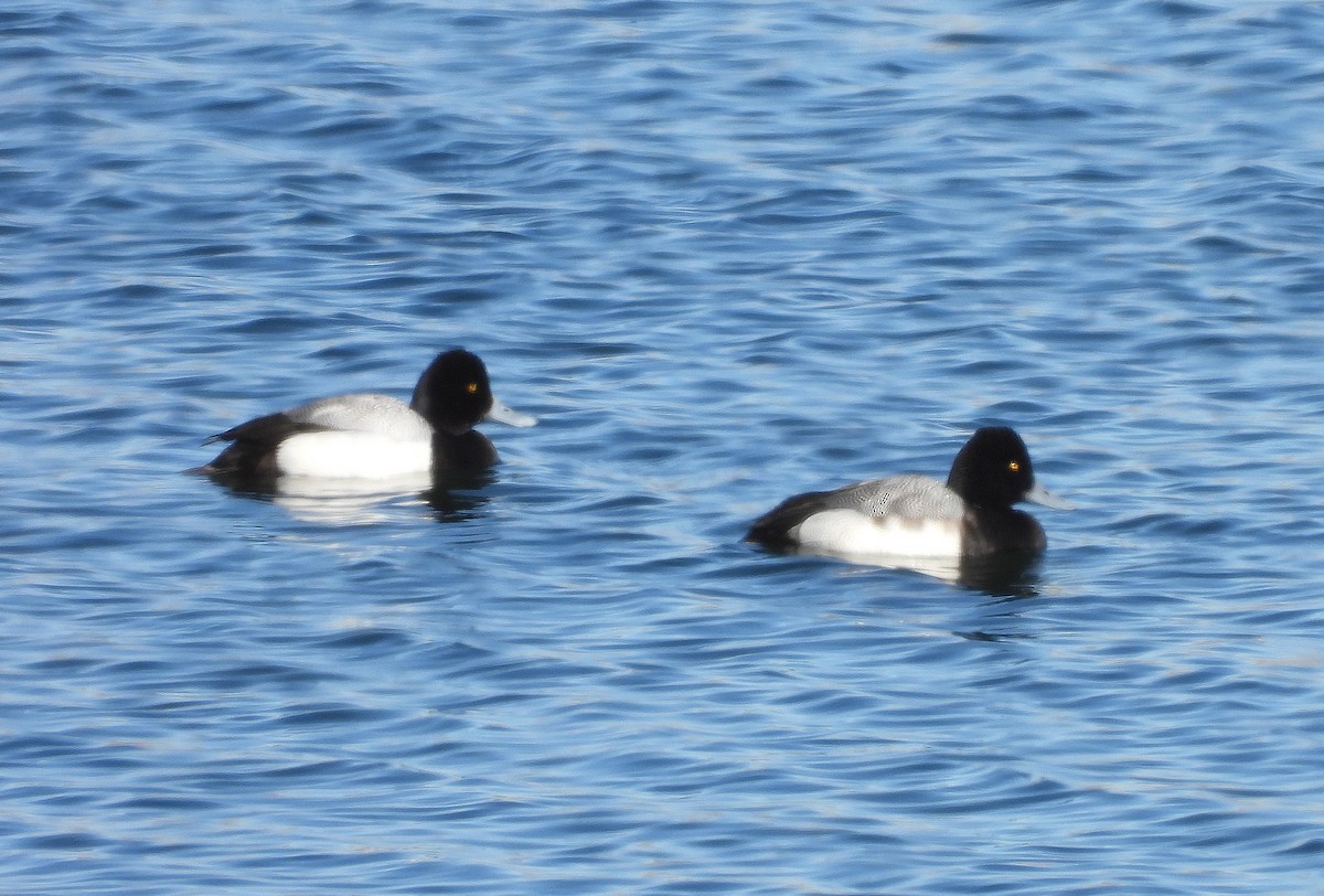 Lesser Scaup - ML420188341