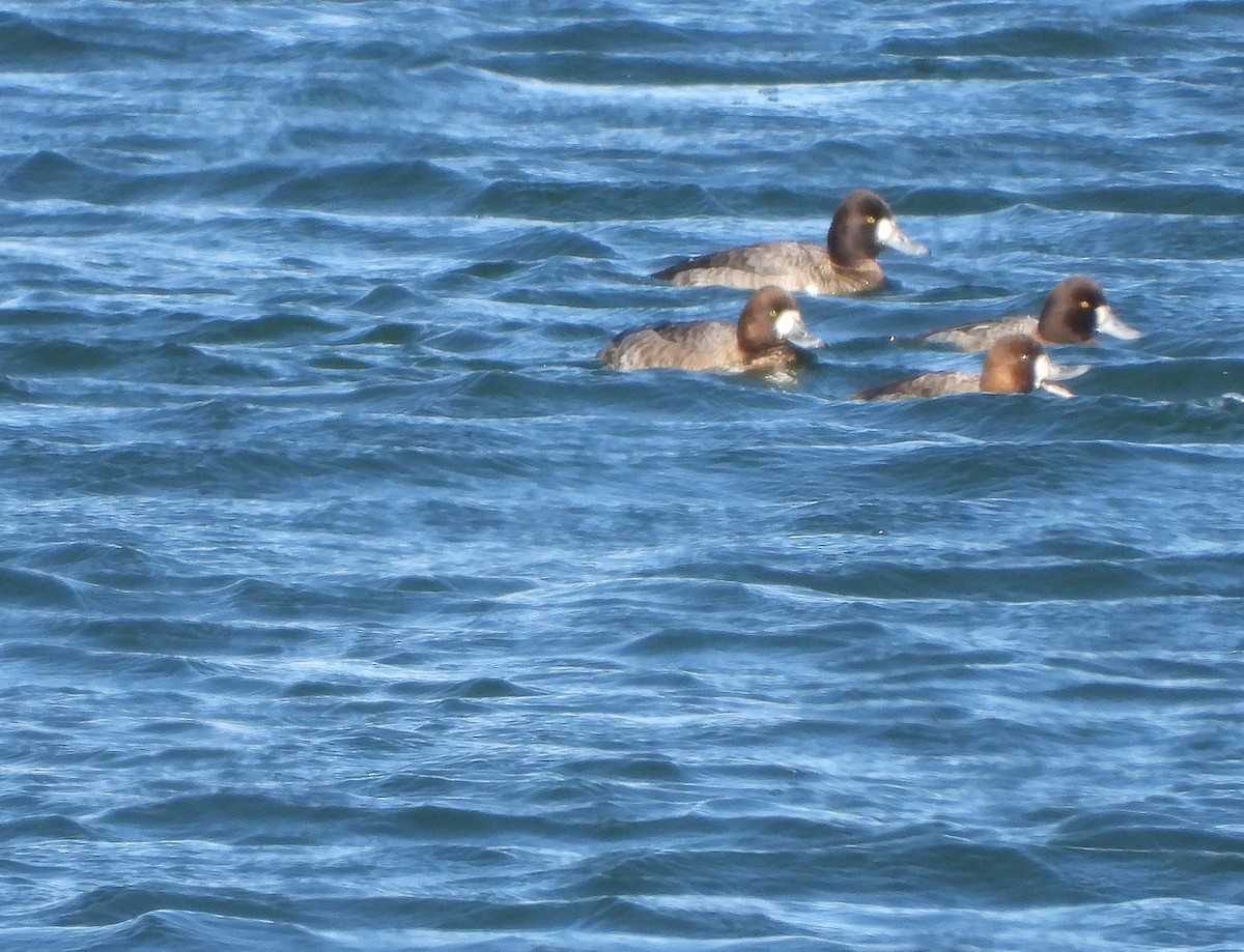 Lesser Scaup - ML420188391