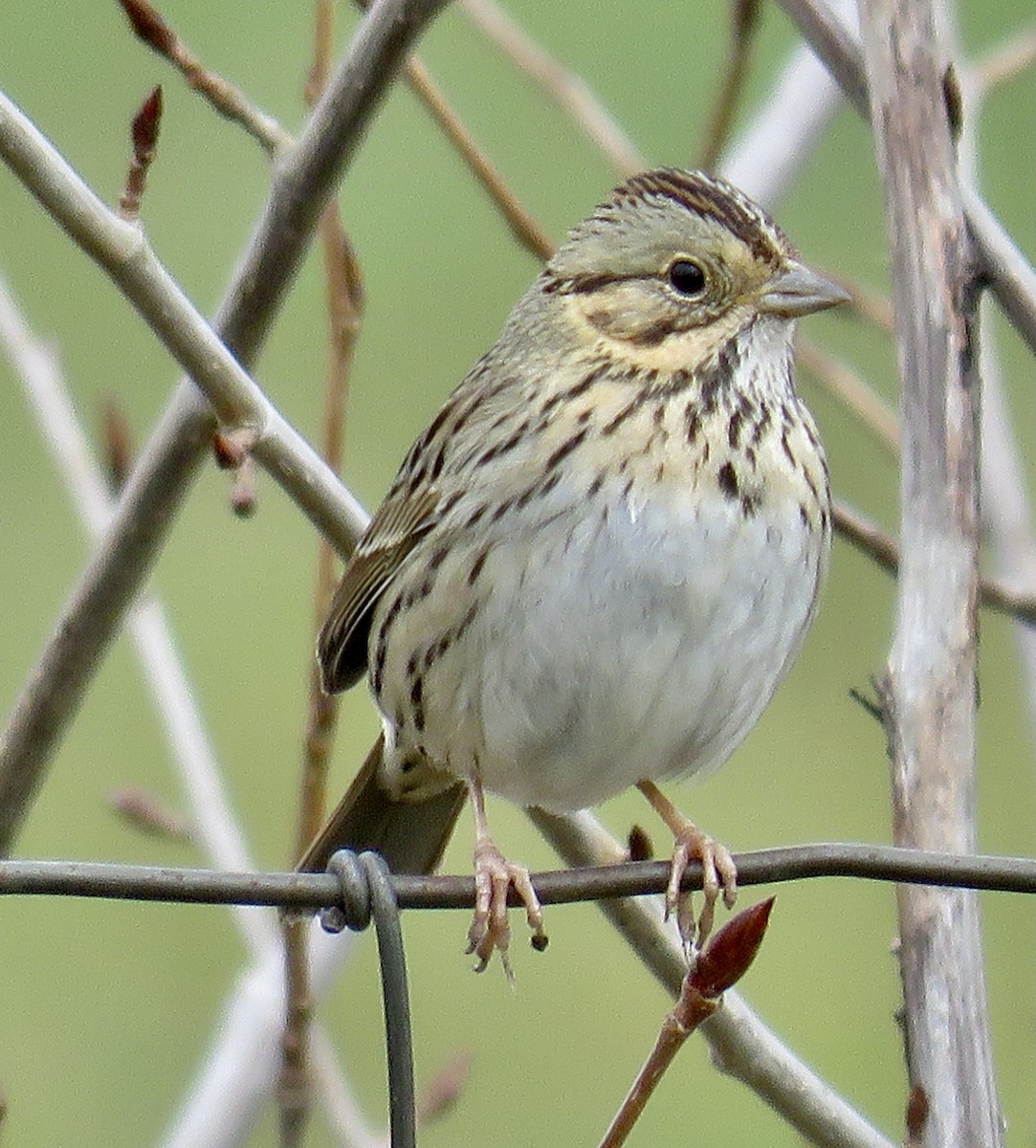 Lincoln's Sparrow - ML420189531