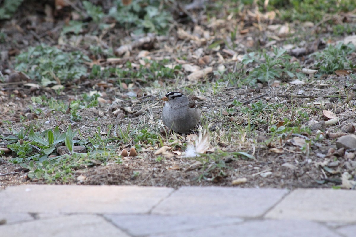 White-crowned Sparrow - ML420190091