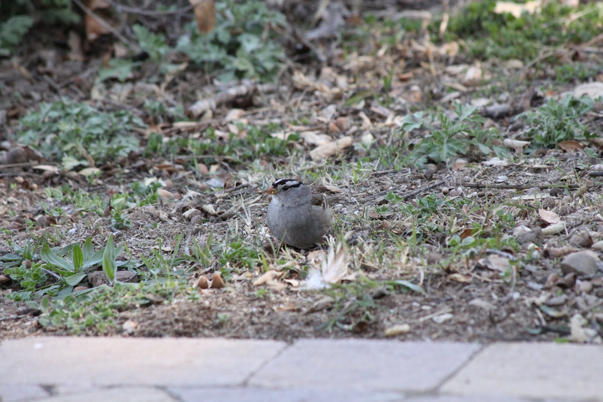 White-crowned Sparrow - ML420190111