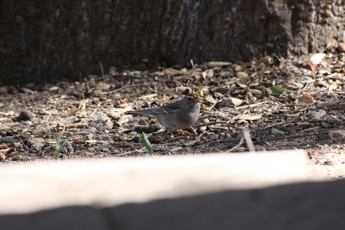 White-crowned Sparrow - ML420190221