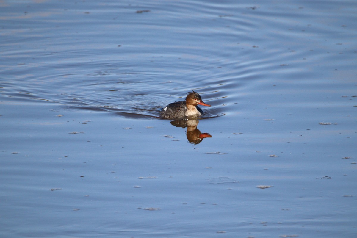 Red-breasted Merganser - ML420190801