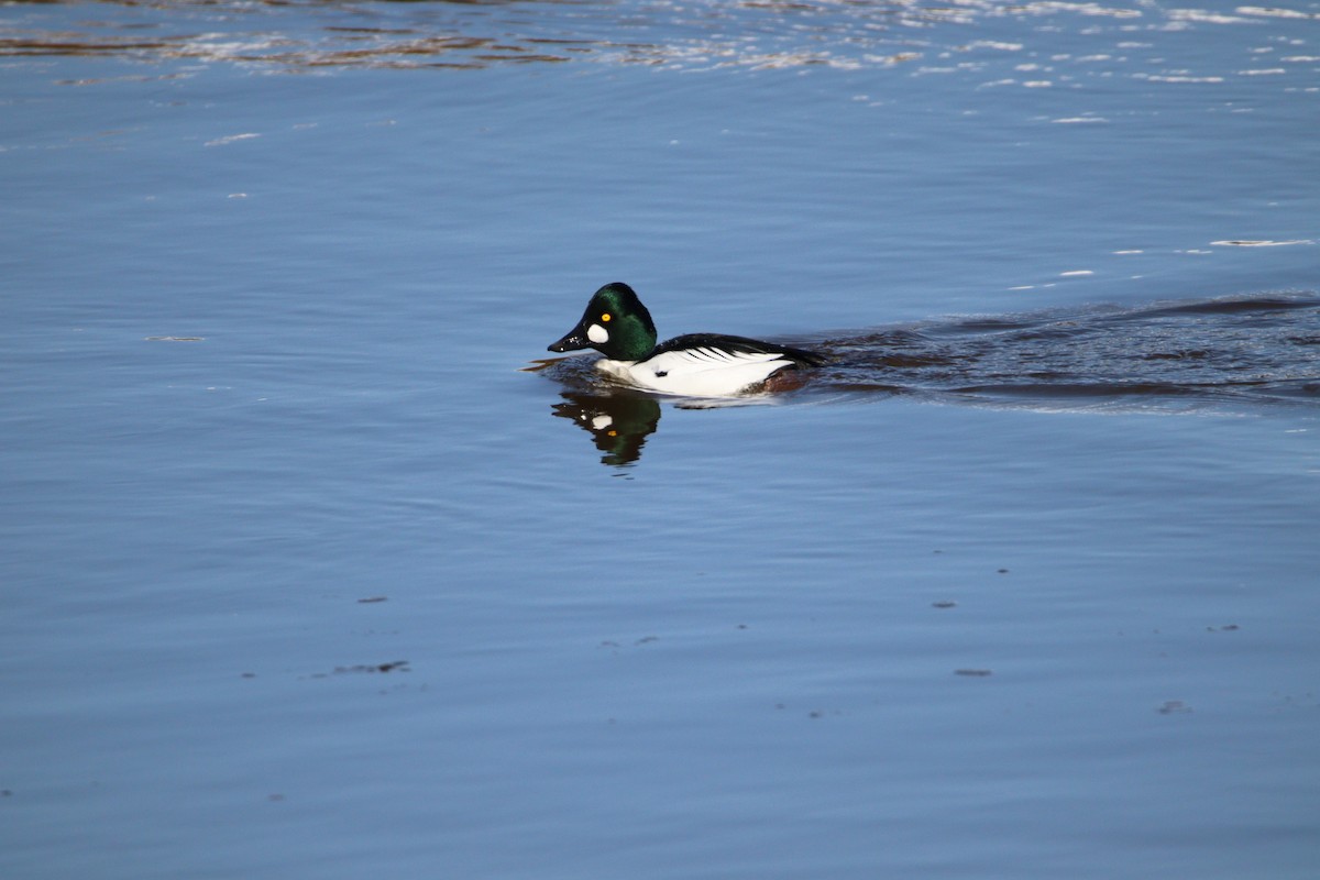 Common Goldeneye - ML420191131