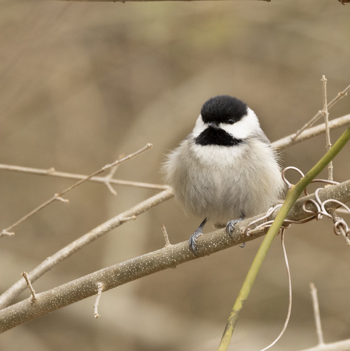 Mésange de Caroline - ML420191301