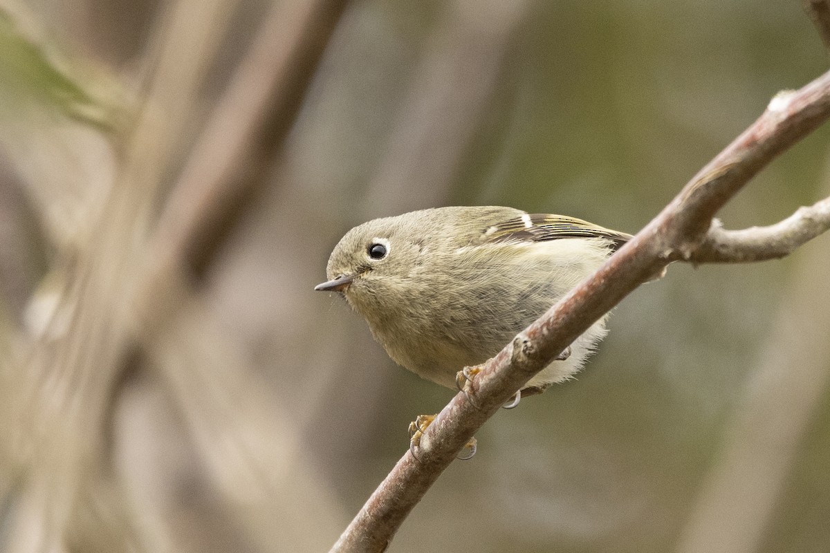 Ruby-crowned Kinglet - ML420191361