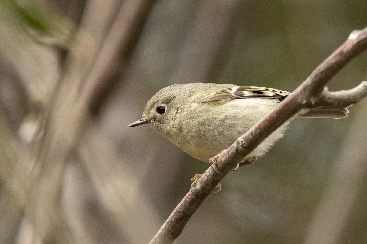 Ruby-crowned Kinglet - ML420191401