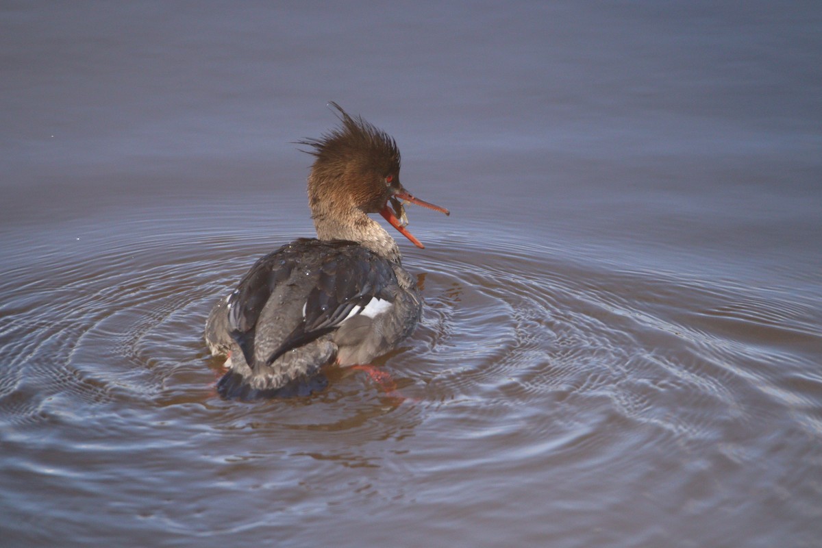 Red-breasted Merganser - ML420191511