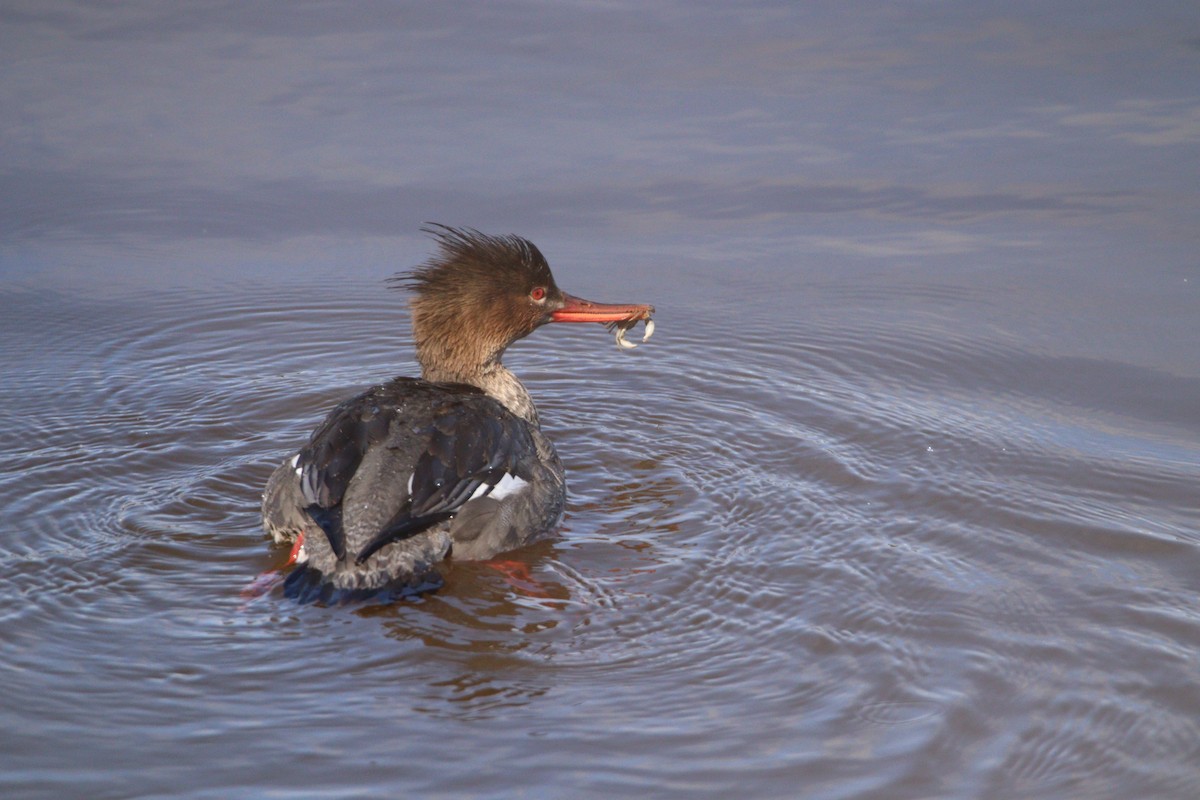 Red-breasted Merganser - ML420191601