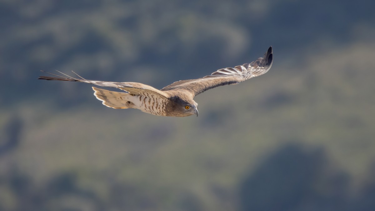 Short-toed Snake-Eagle - ML420191961