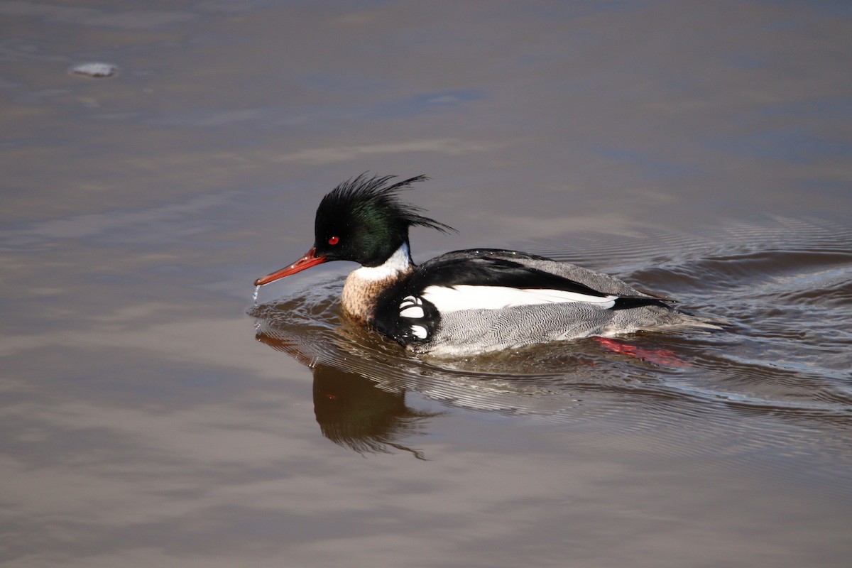 Red-breasted Merganser - ML420191991