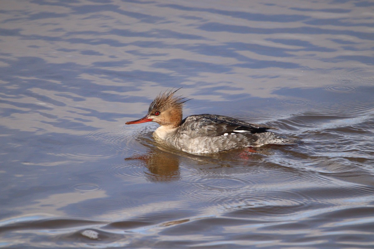 Red-breasted Merganser - ML420192101