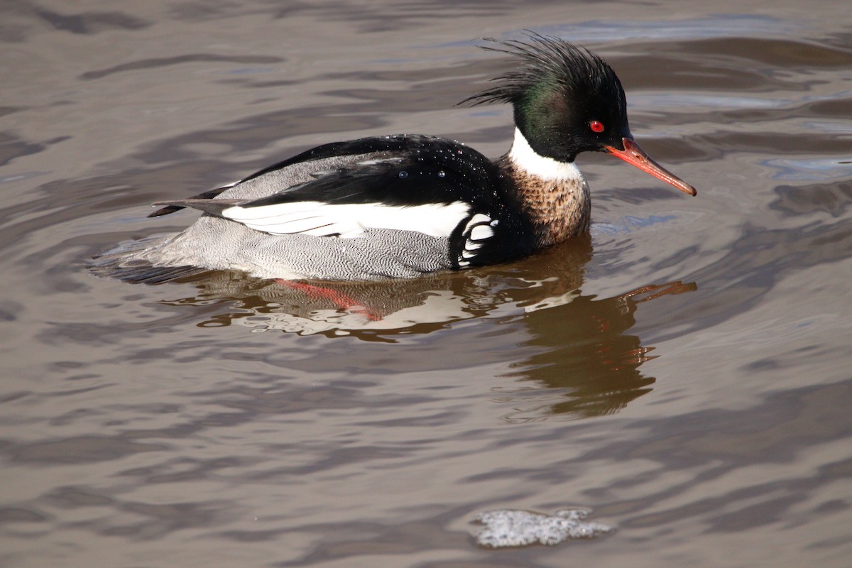 Red-breasted Merganser - ML420192241