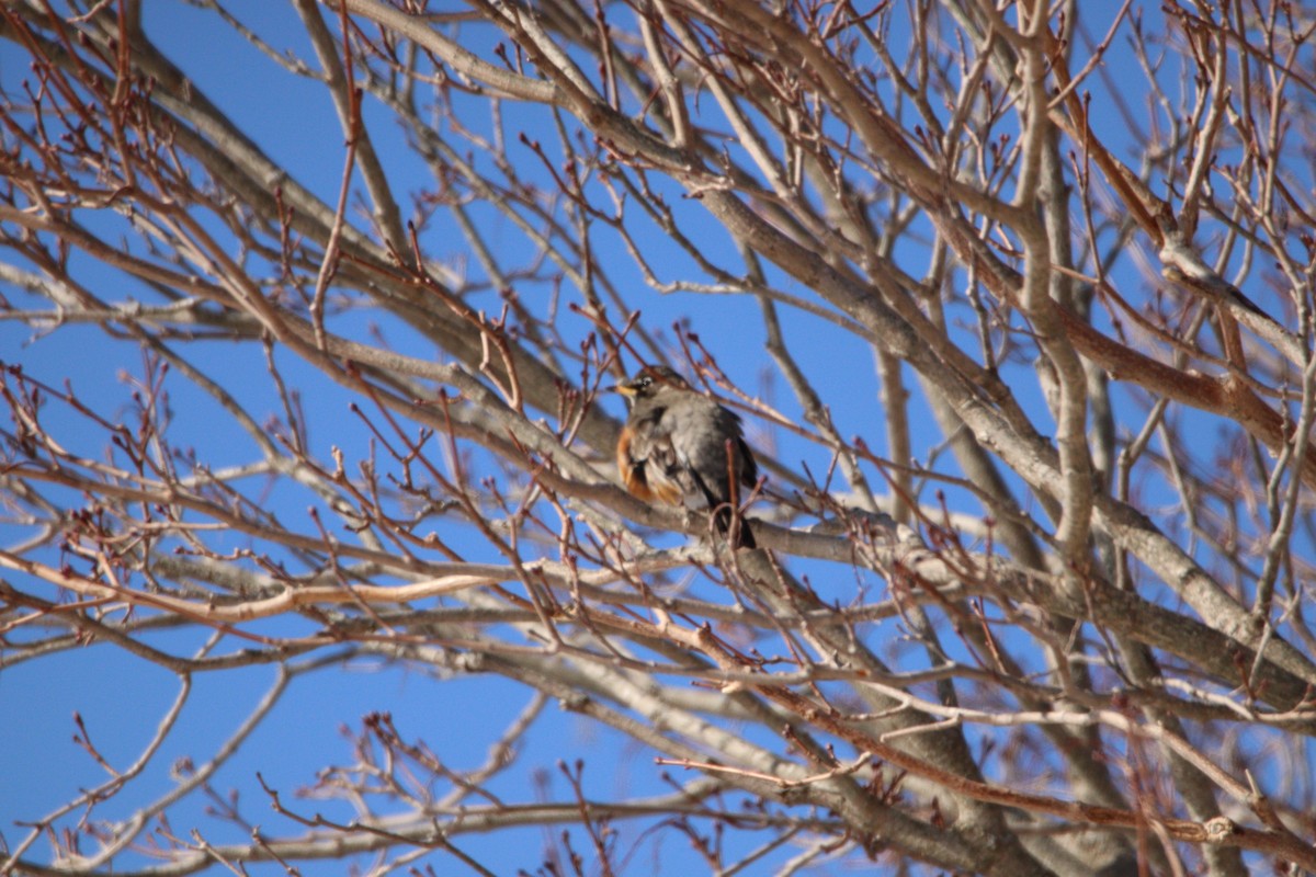 American Robin - ML420194011