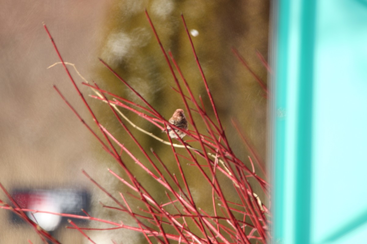 Purple Finch - ML420194481