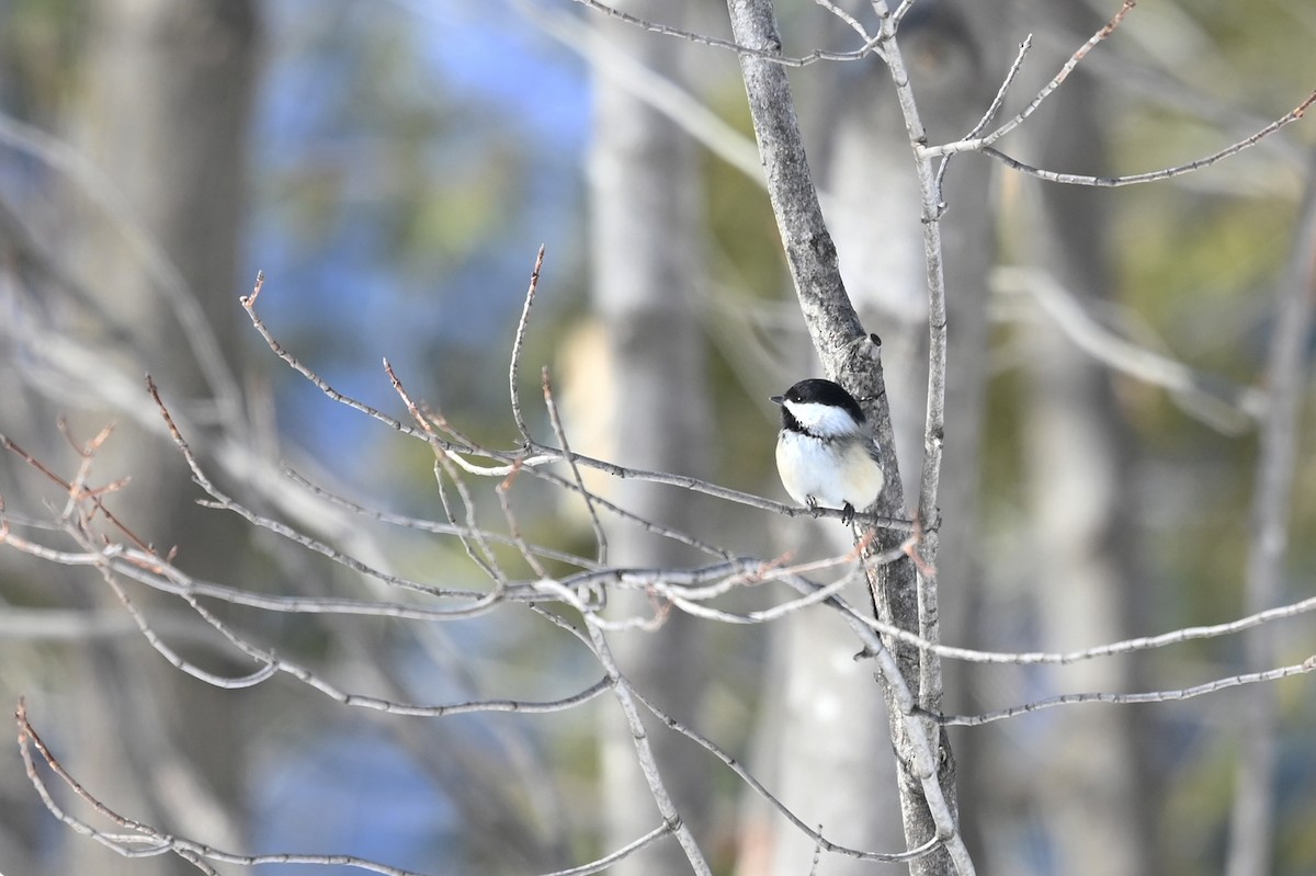 Black-capped Chickadee - Marie O'Neill