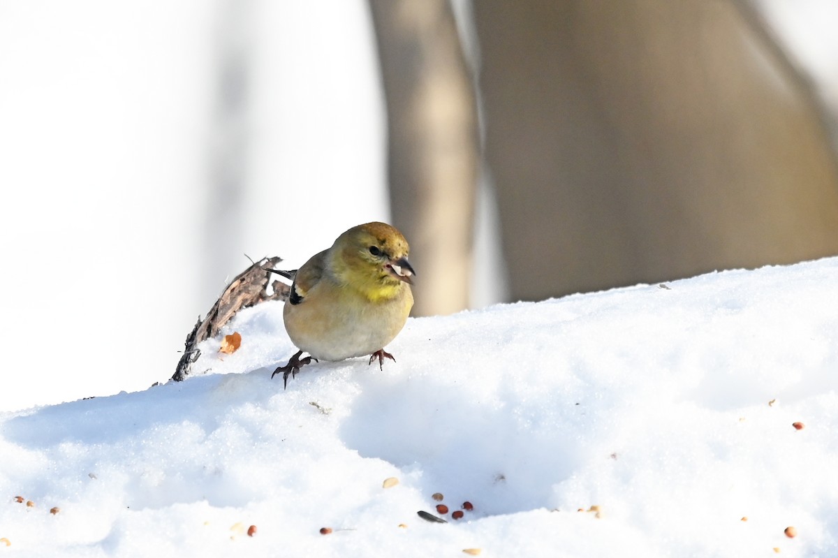 American Goldfinch - ML420198541