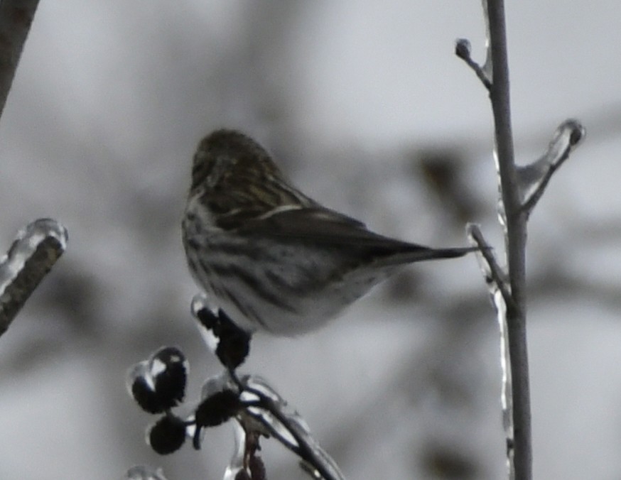 Common Redpoll - ML420198651