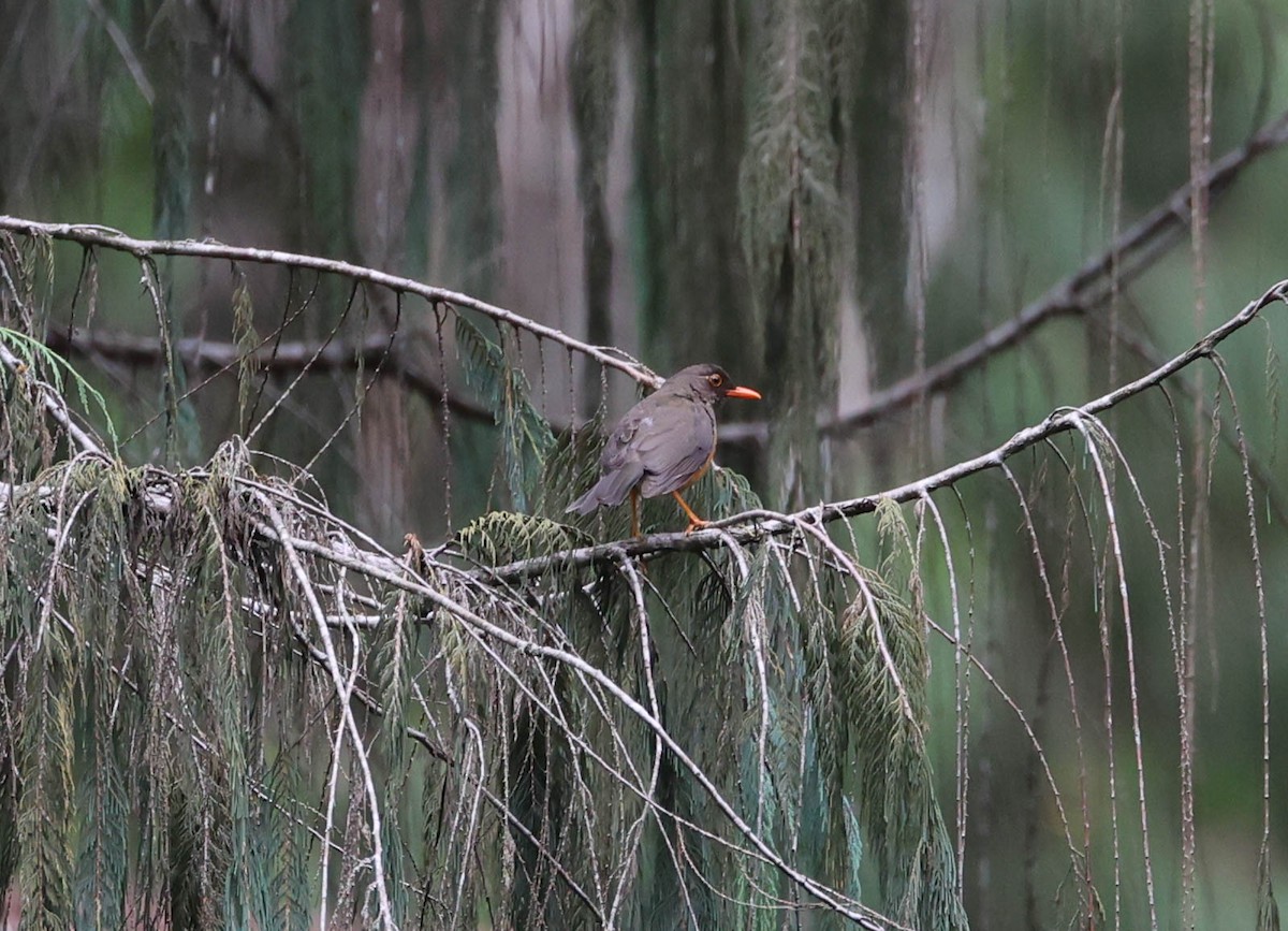 Usambara Thrush - Raymond  Birkelund