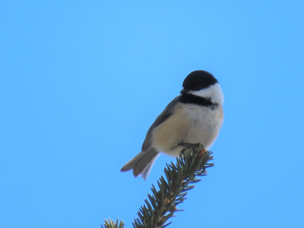 Mésange à tête noire - ML420201381