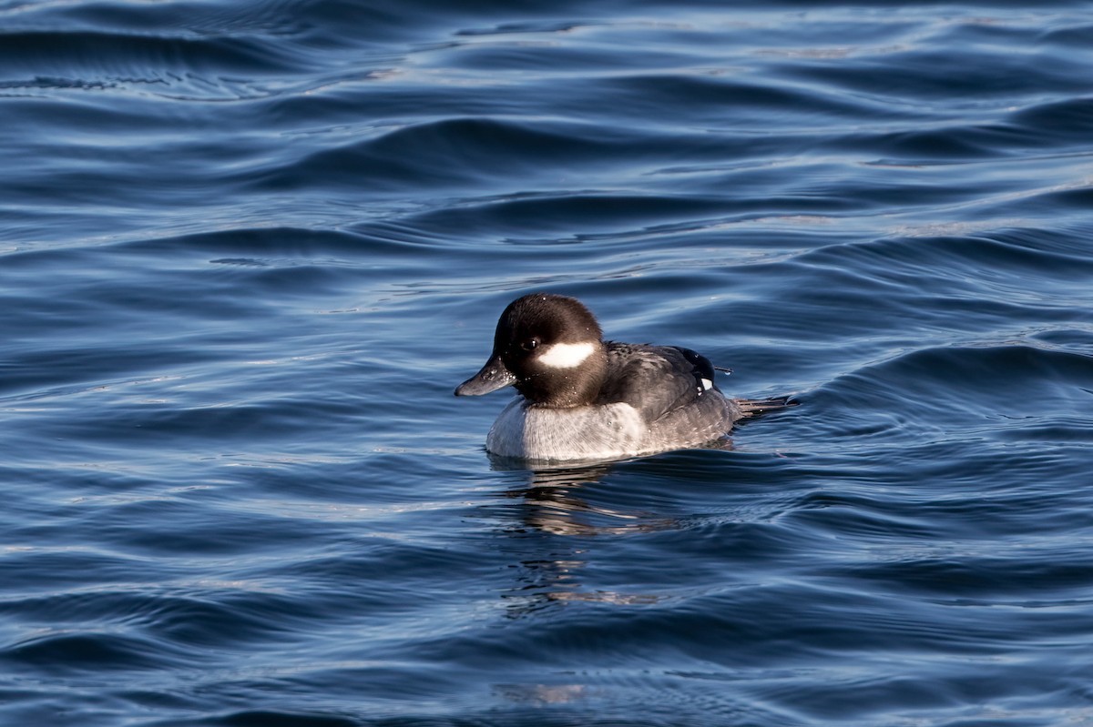 Bufflehead - Kyle Shay