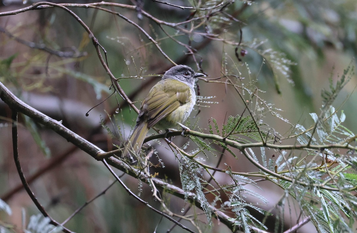 Eastern Mountain Greenbul (Mountain) - ML420204381