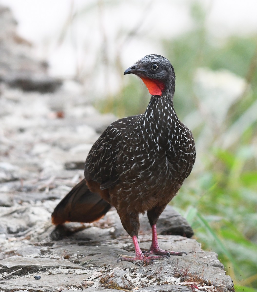 オビオシャクケイ - ML420204501