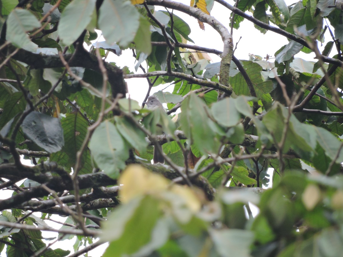 Yellow-bellied Elaenia - ML42020481