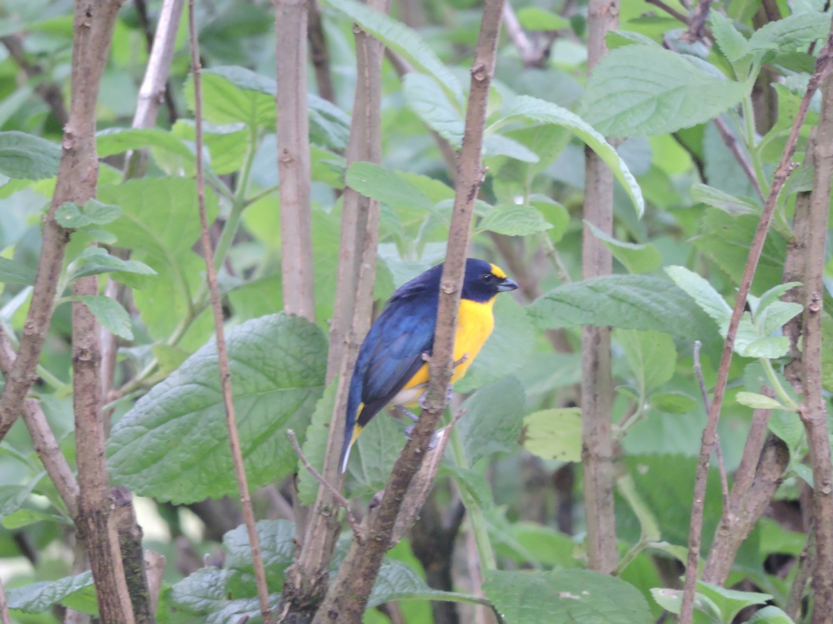 Yellow-throated Euphonia - ML42020521