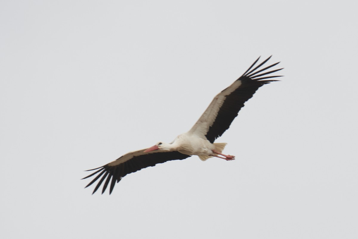 White Stork - Eduardo  Flor