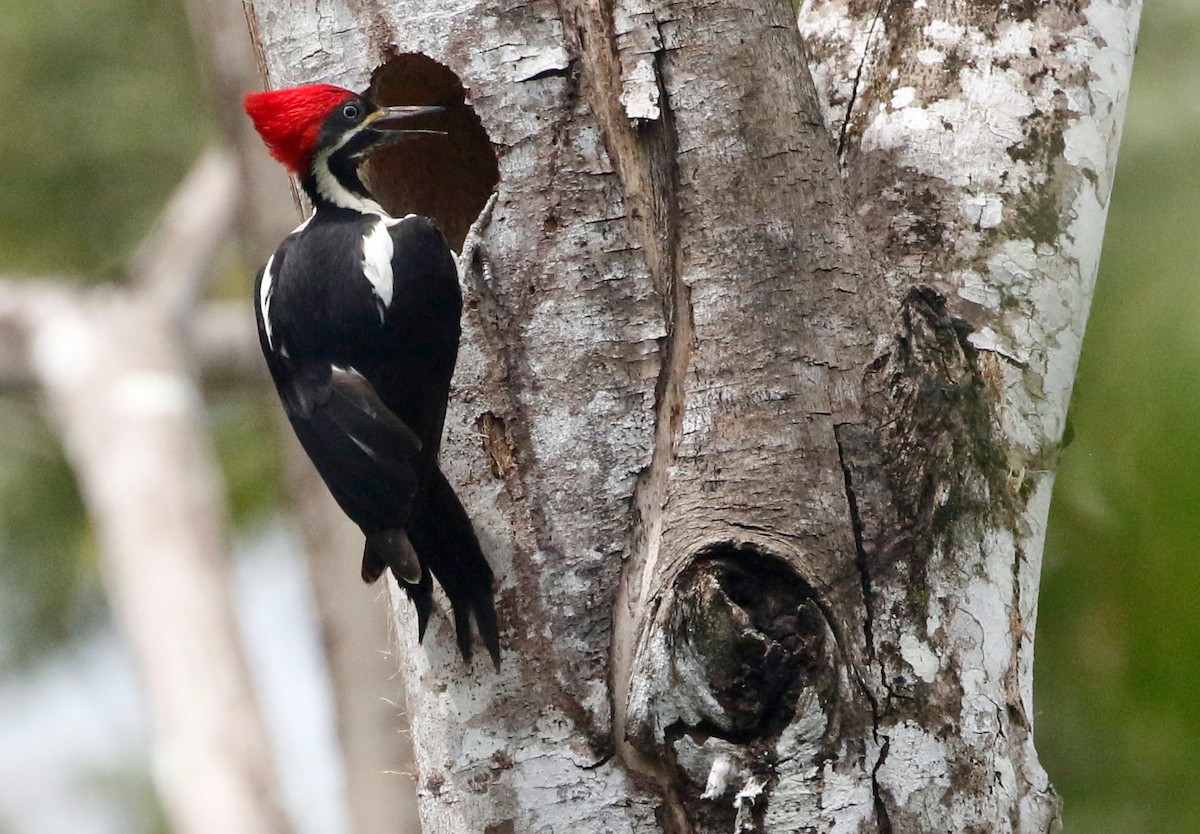 Lineated Woodpecker - Don Roberson